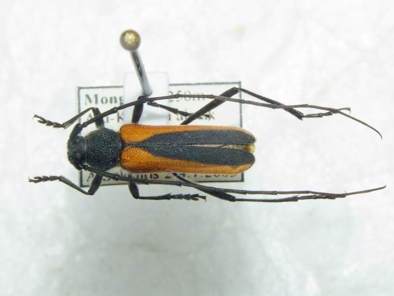 Anoplistes halodendri kozlovi (Semenov & Znojko, 1934)